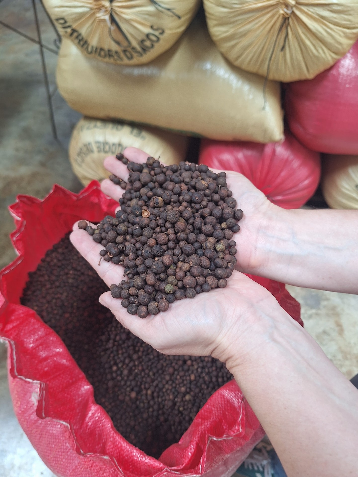 Freshly harvested allspice in hands