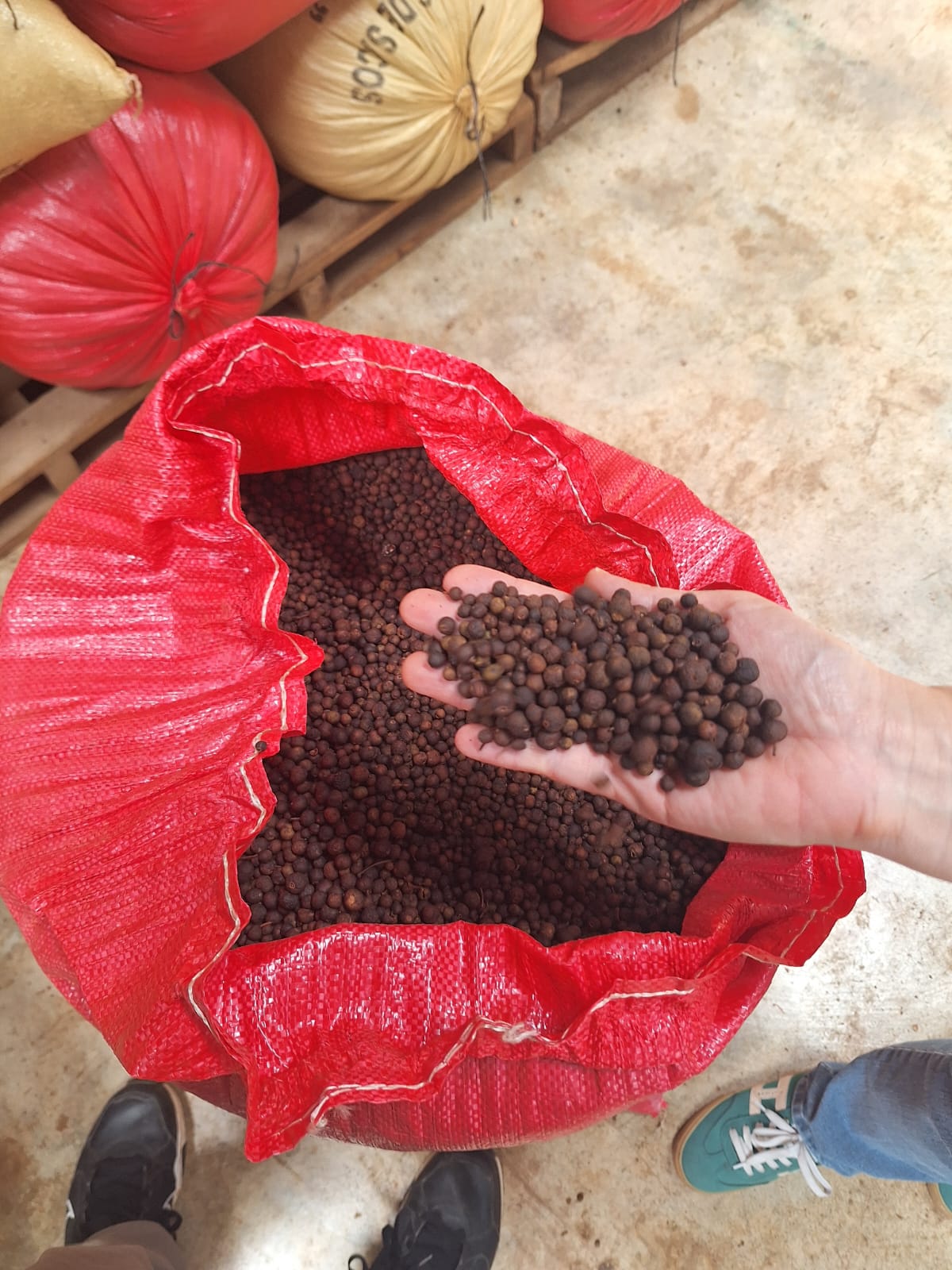 Allspice berries in hand over red sack