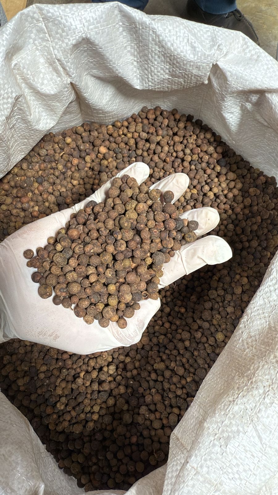 Gloved hand holding allspice inside bulk sack