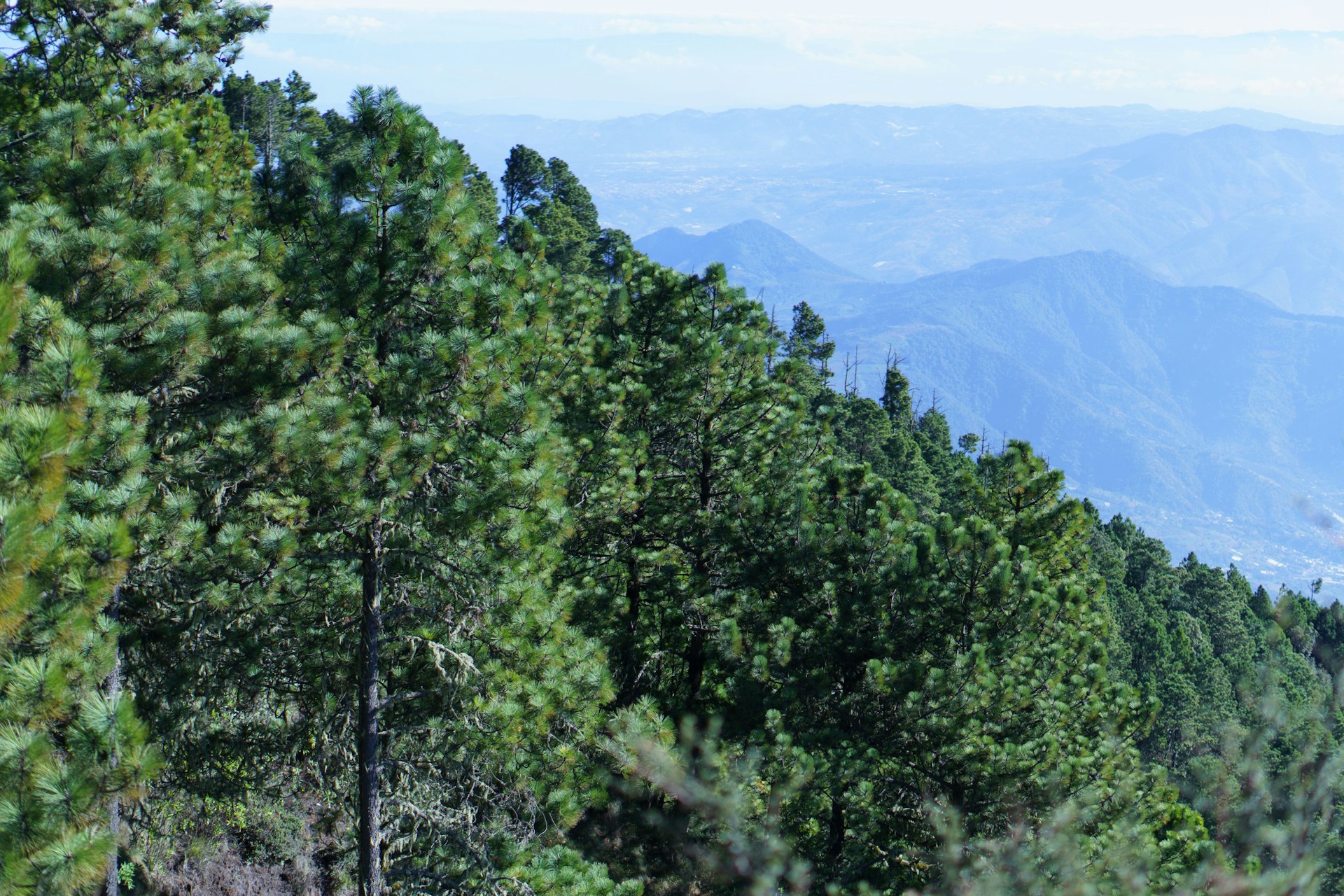 Guatemalan plantation